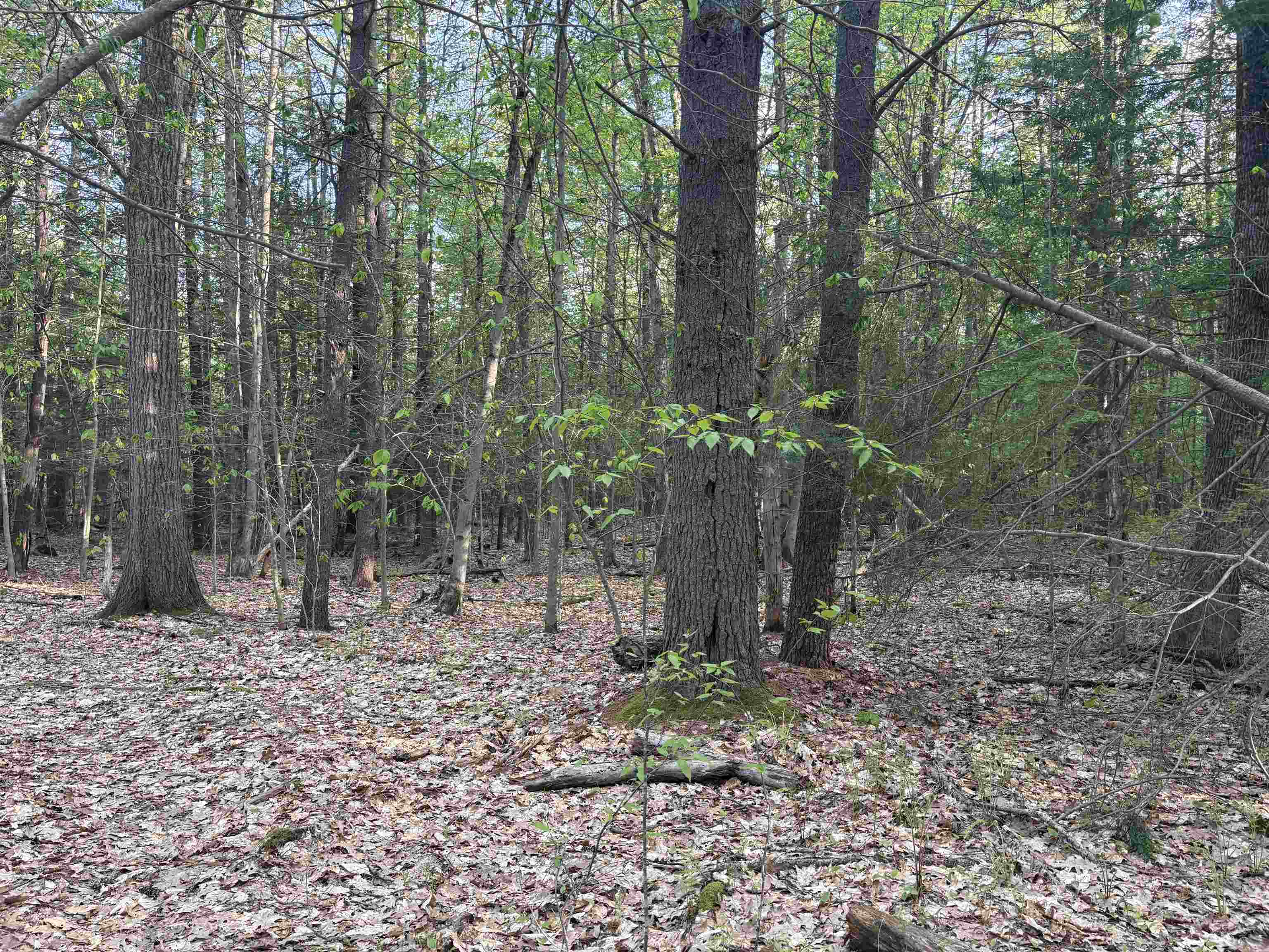 Lot 80 Currier Road Candia, NH 03034 - Photo 6 of 22 Gallery Image 6