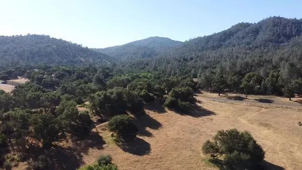 a view of a dry yard covered with trees