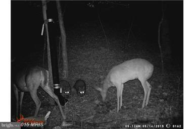 Wagner Road Oldtown, MD 21555 - Photo 13 of 25