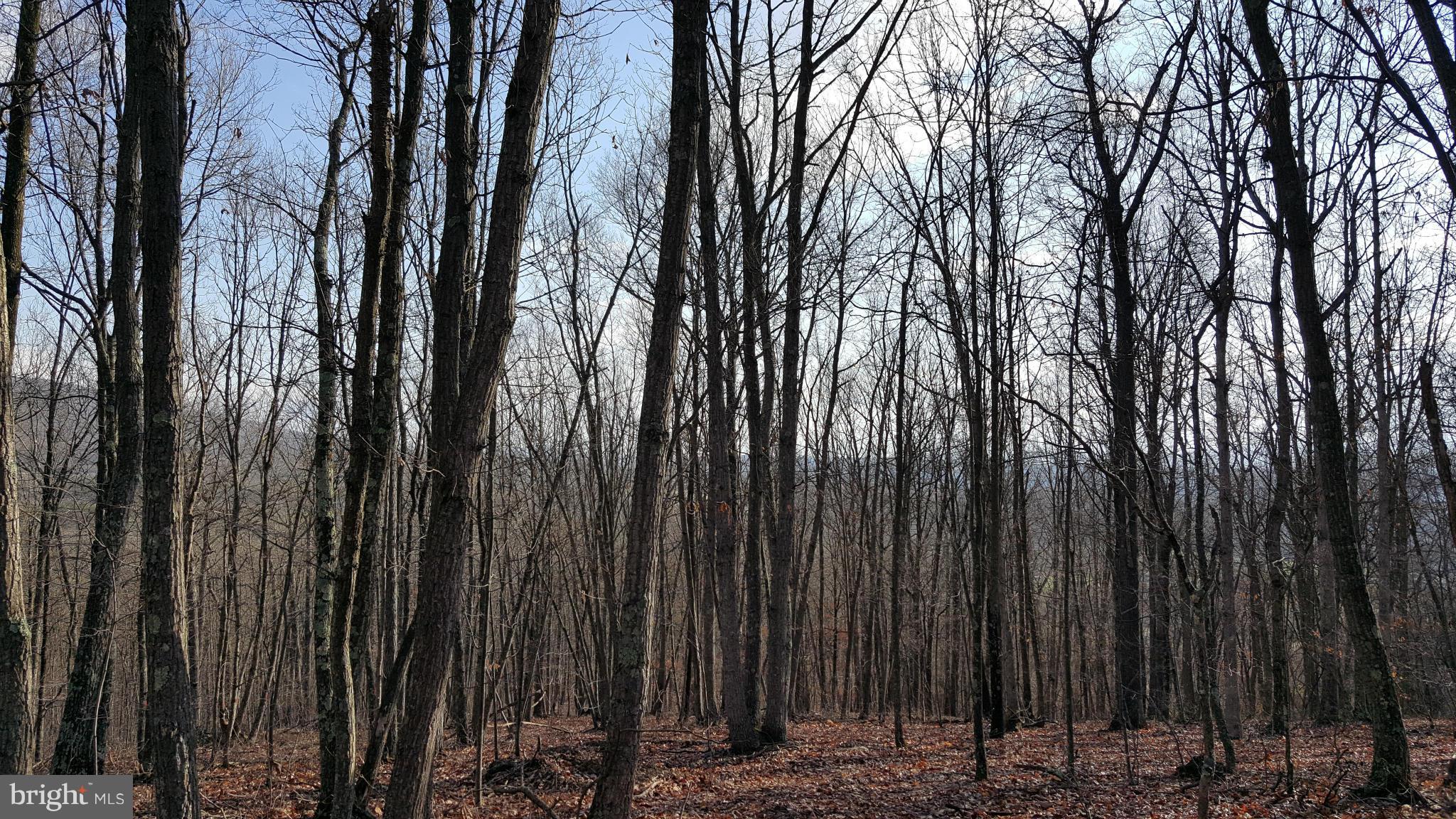 Wagner Road Oldtown, MD 21555 - Photo 2 of 25