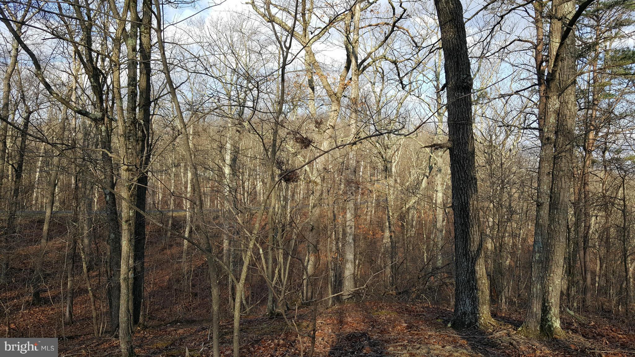 Wagner Road Oldtown, MD 21555 - Photo 4 of 25 a view of a forest with a tree