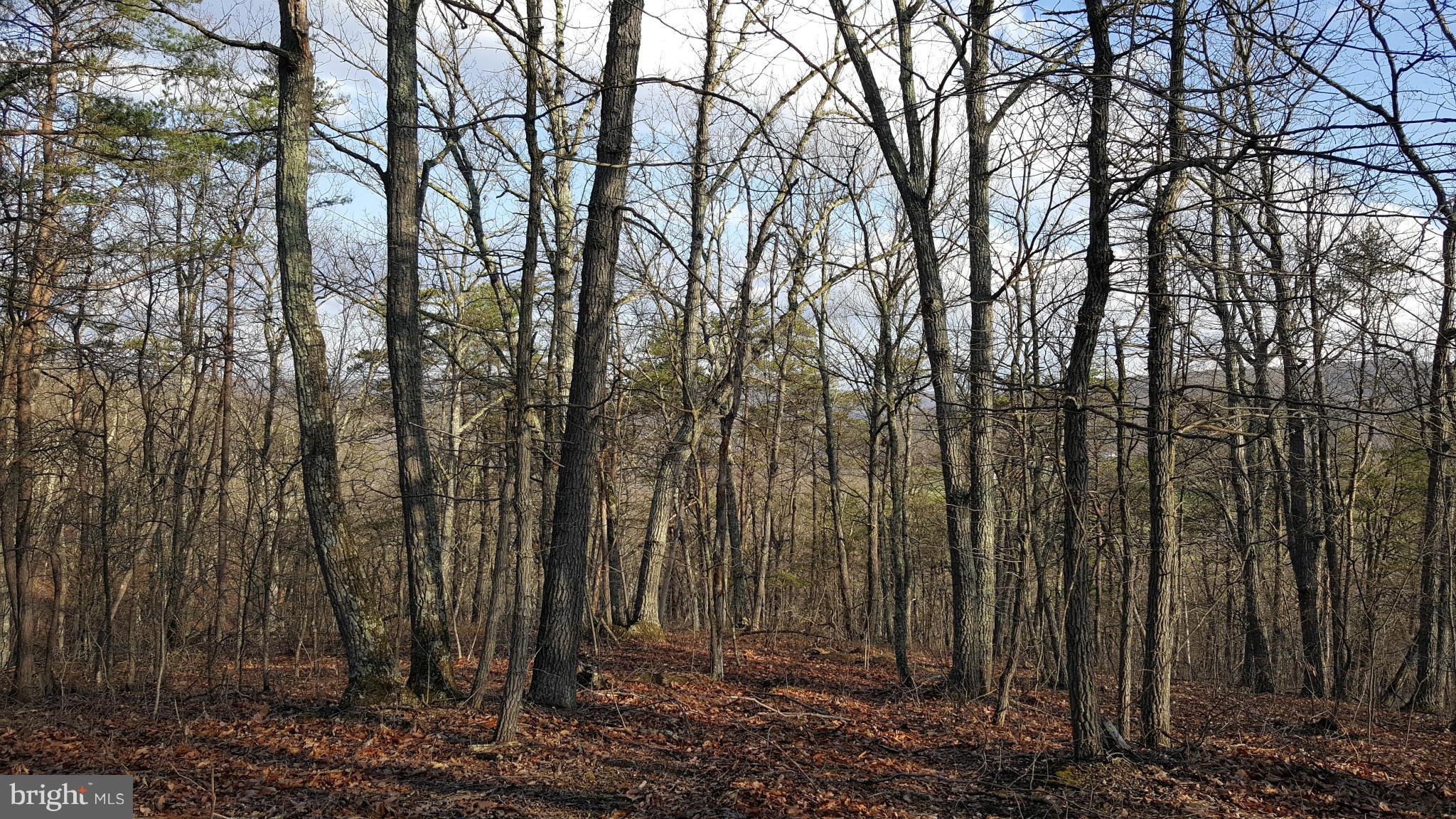 Wagner Road Oldtown, MD 21555 - Photo 5 of 25 a view of backyard space