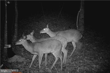 Wagner Road Oldtown, MD 21555 - Photo 10 of 25