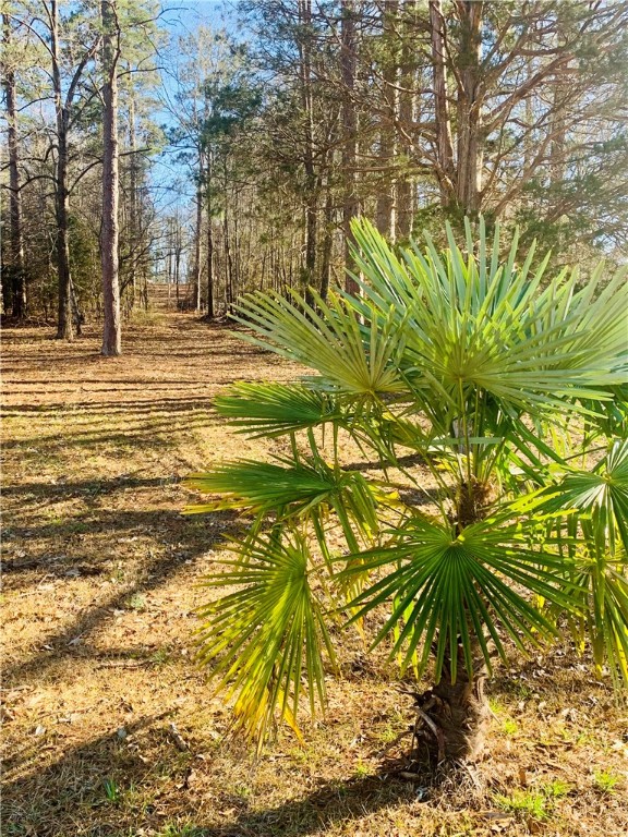 0 Black Road Abbeville, SC 29620 - Photo 8 of 44 Gallery Image 8