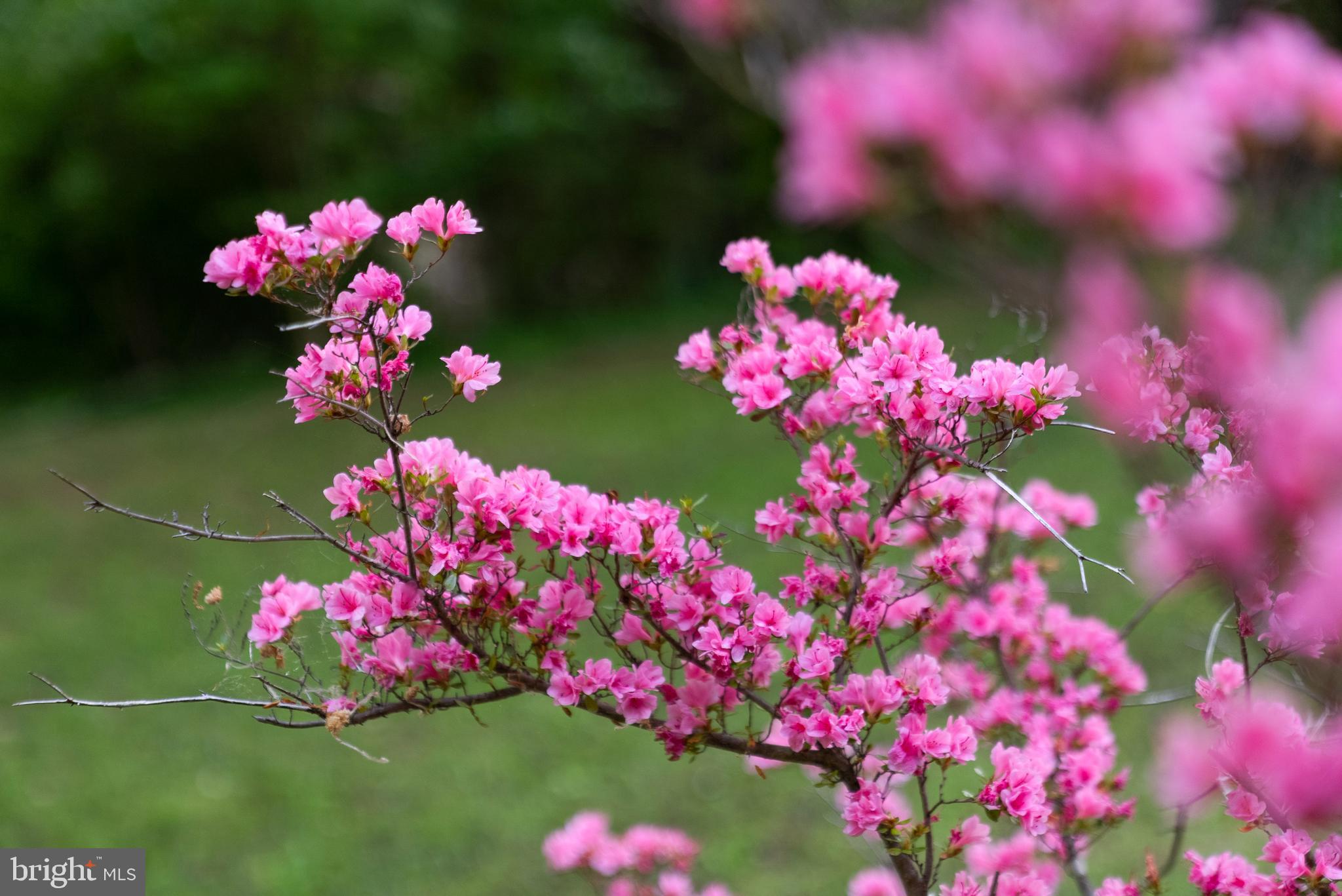 7111 Braeburn Place Bethesda, MD 20817 - Photo 74 of 86