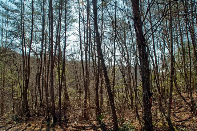 $120,000 | Lot 3 Riverbend Trail, Hayesville, NC 28904