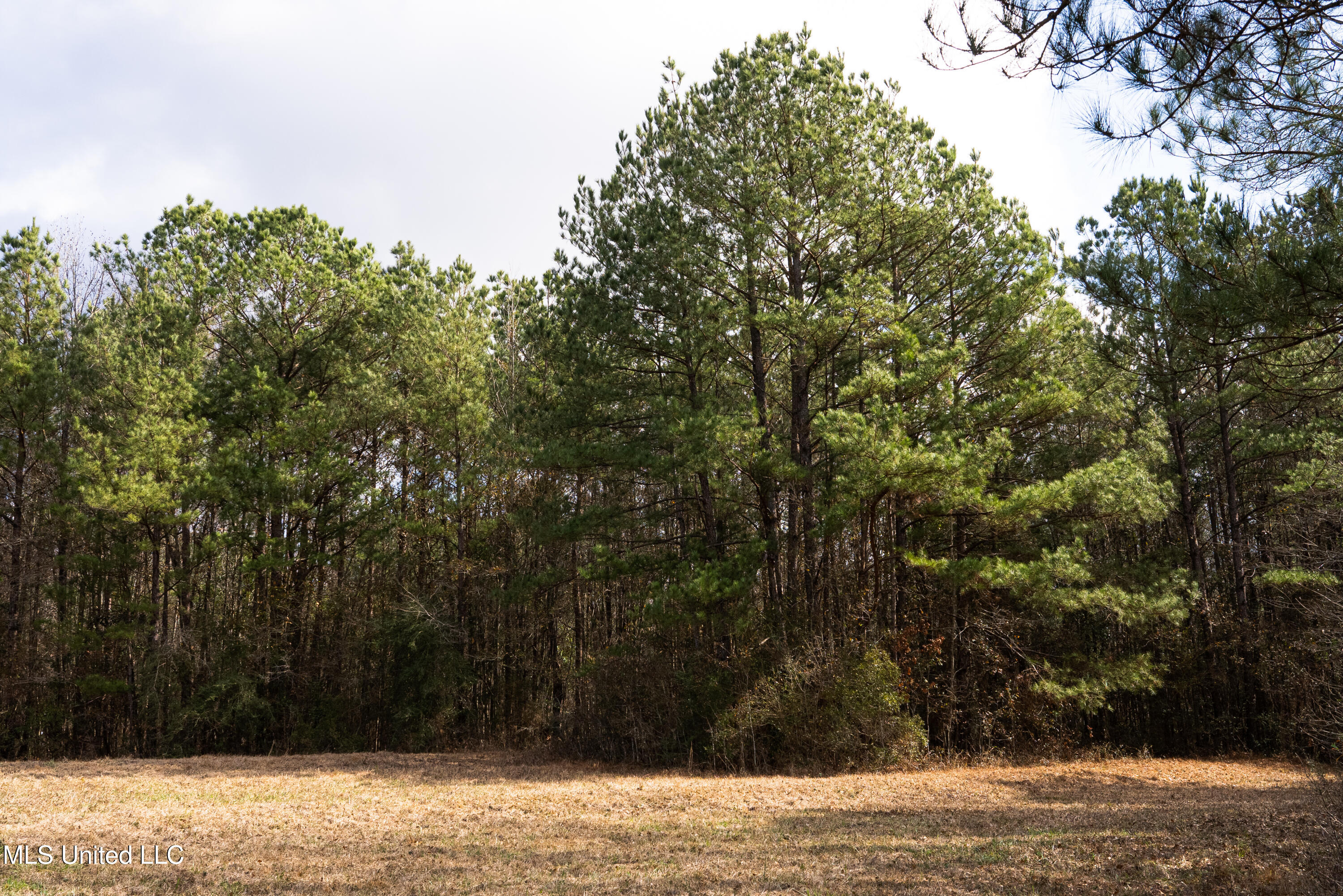 Reeves Road Laurel, MS 39443 - Photo 13 of 25 DSC06120