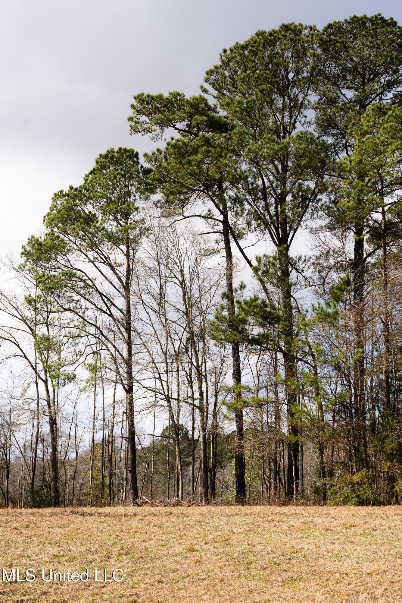 Reeves Road Laurel, MS 39443 - Photo 14 of 25 DSC06127