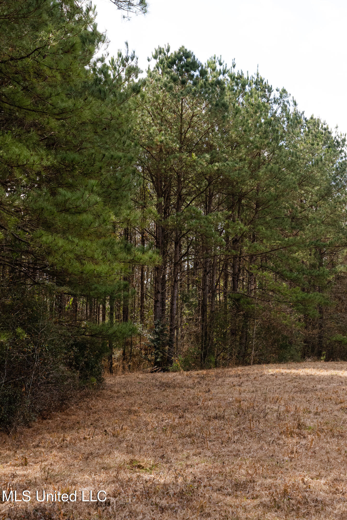 Reeves Road Laurel, MS 39443 - Photo 16 of 25 DSC06155