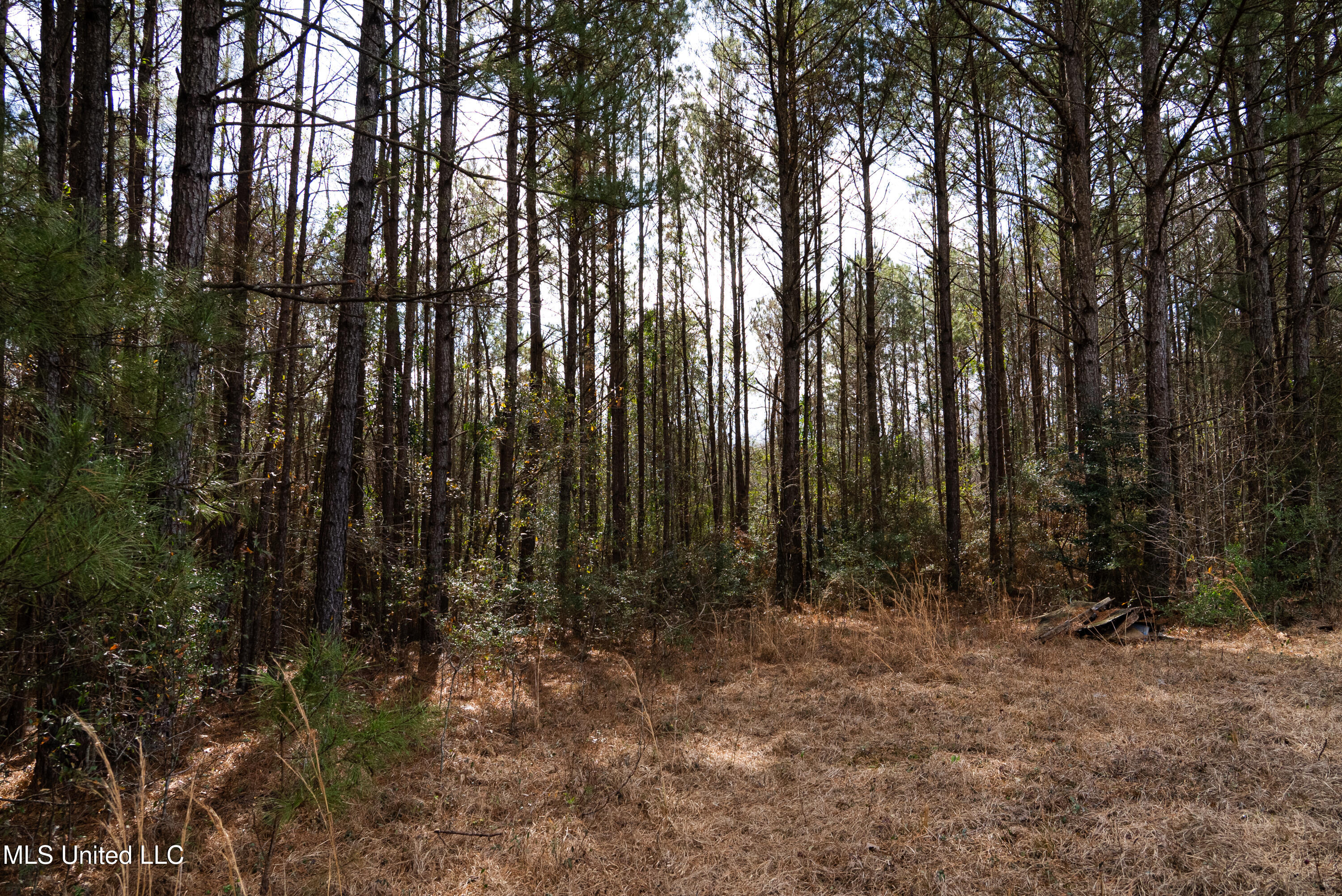 Reeves Road Laurel, MS 39443 - Photo 17 of 25 DSC06167