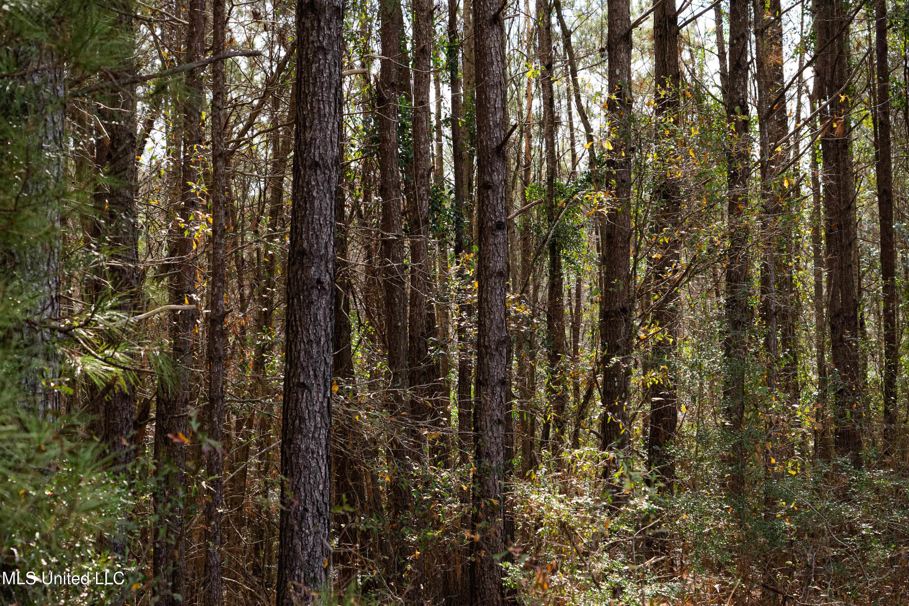Reeves Road Laurel, MS 39443 - Photo 18 of 25 DSC06168