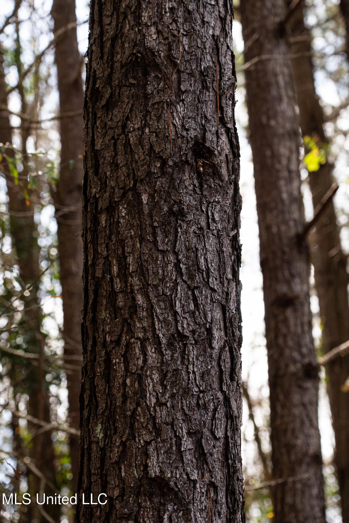 Reeves Road Laurel, MS 39443 - Photo 19 of 25 DSC06174