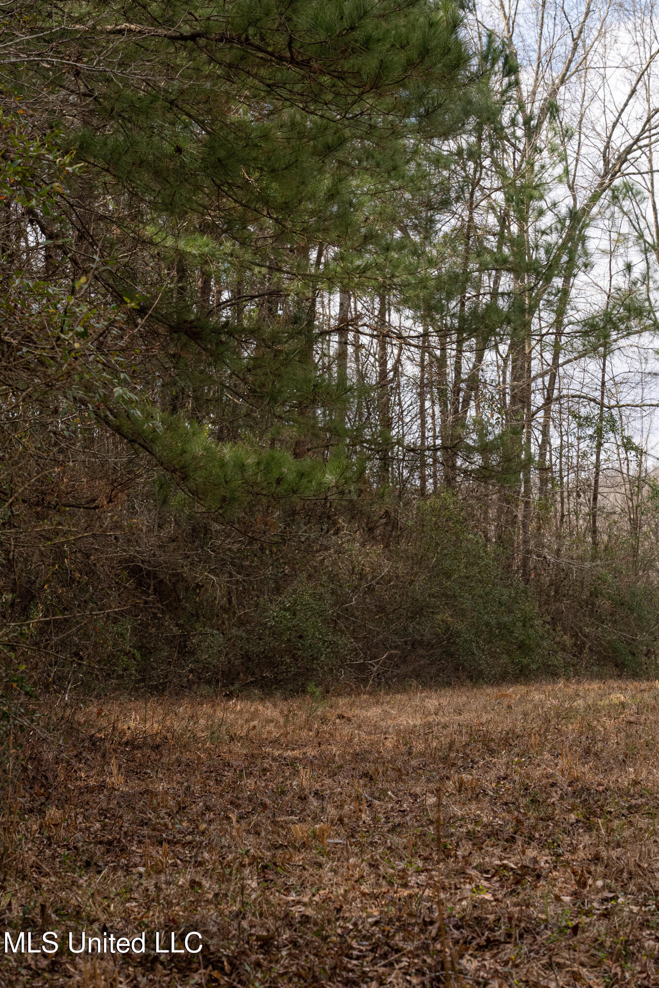 Reeves Road Laurel, MS 39443 - Photo 20 of 25 DSC06213