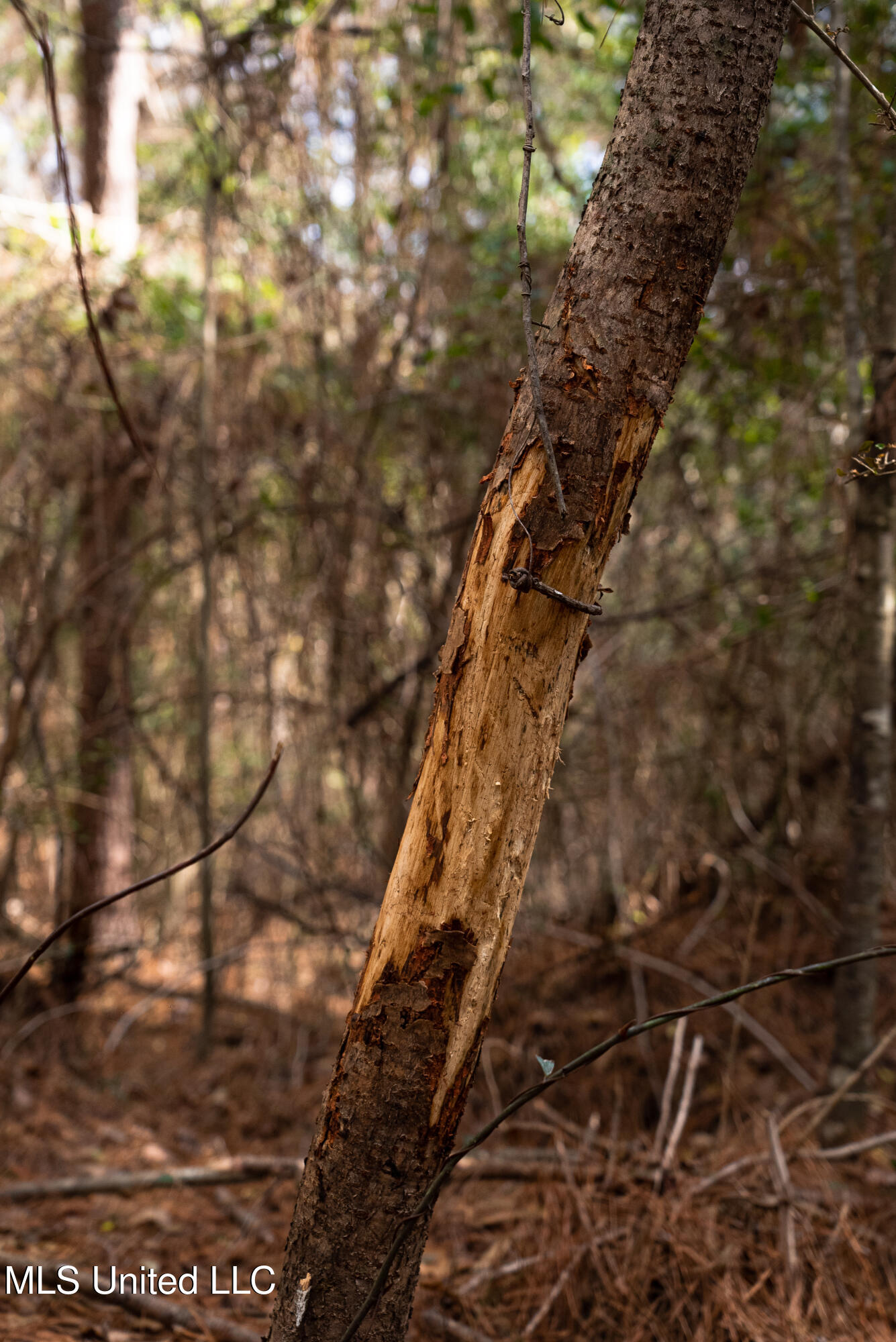 Reeves Road Laurel, MS 39443 - Photo 22 of 25 DSC06230