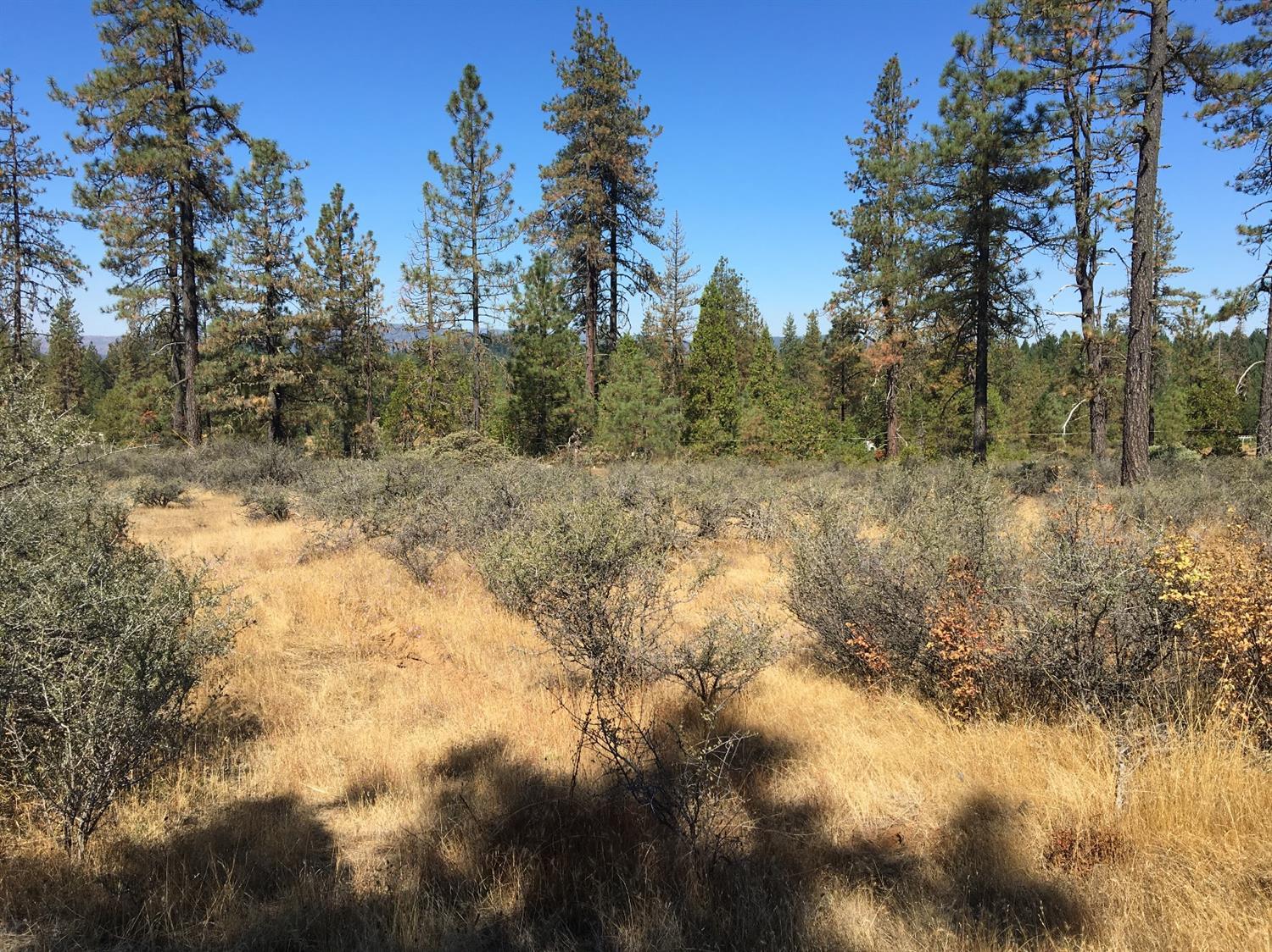 4481 Waldo Road Cave Junction, OR 97523 - Photo 9 of 13 a view of a yard with trees