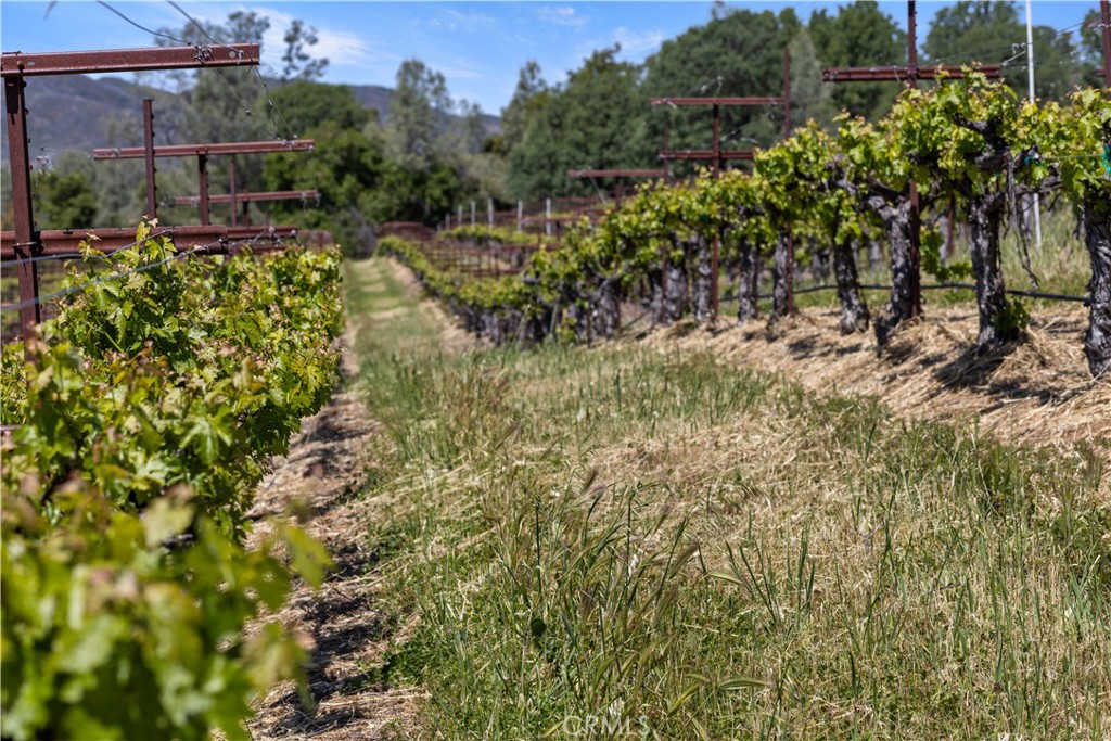 7875 Adobe Creek Road Kelseyville, CA 95451 - Photo 29 of 51 a view of a garden