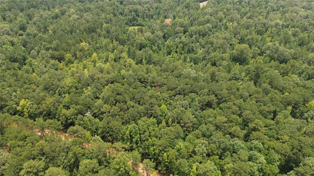 0 County Road Opelika, AL 36804 - Photo 3 of 5 Expansive wooded acreage featuring a dense canopy of mature trees and natural ground cover