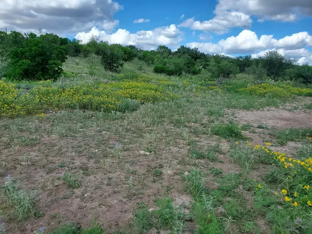 a view of a big yard with plants and large trees