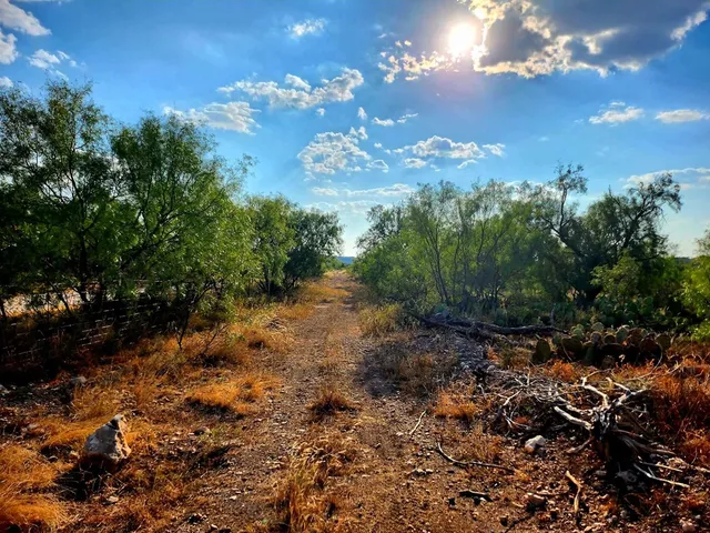 a view of a bunch of trees