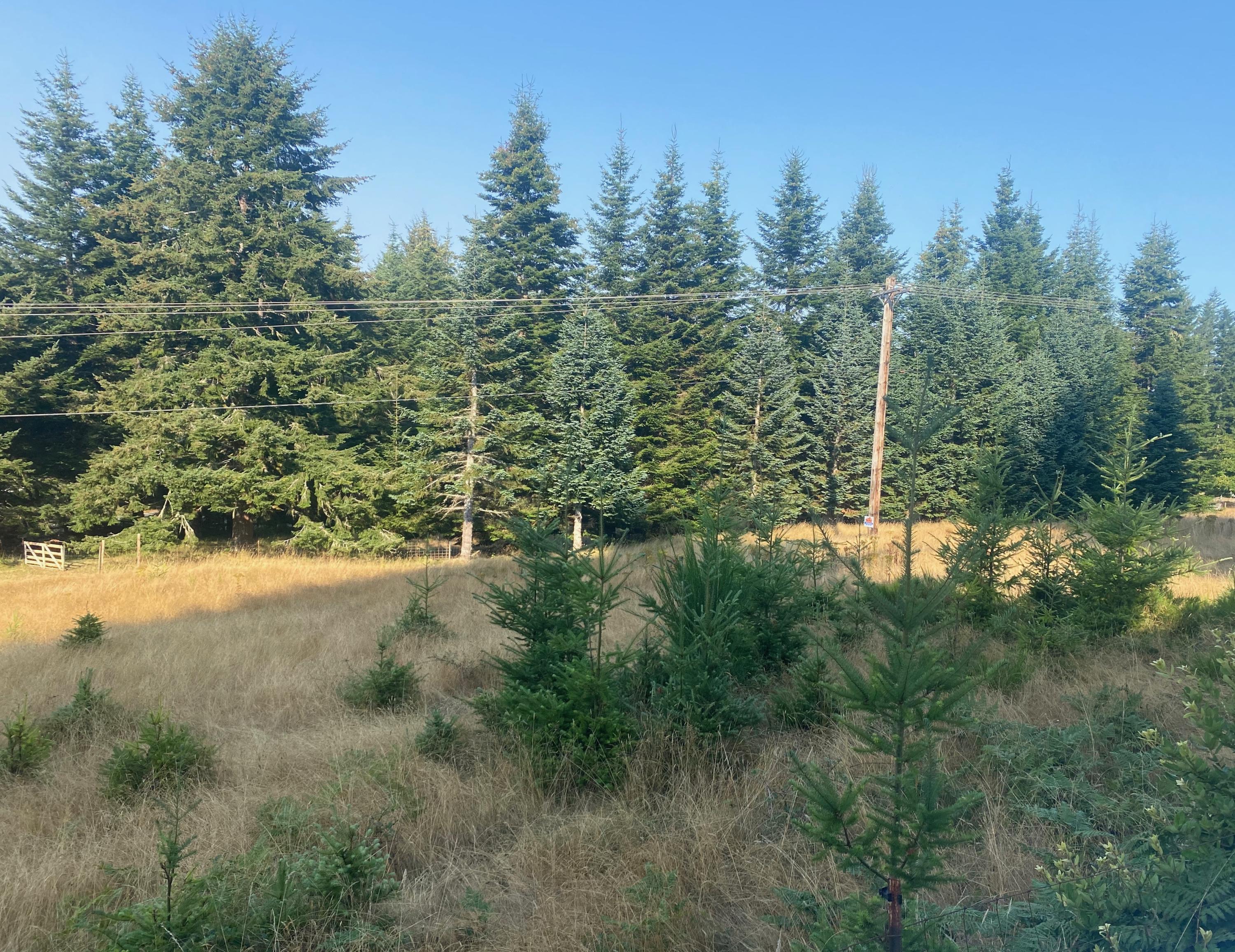 95845 Cape Ferrelo Road Brookings, OR 97415 - Photo 7 of 8 IMG_5401