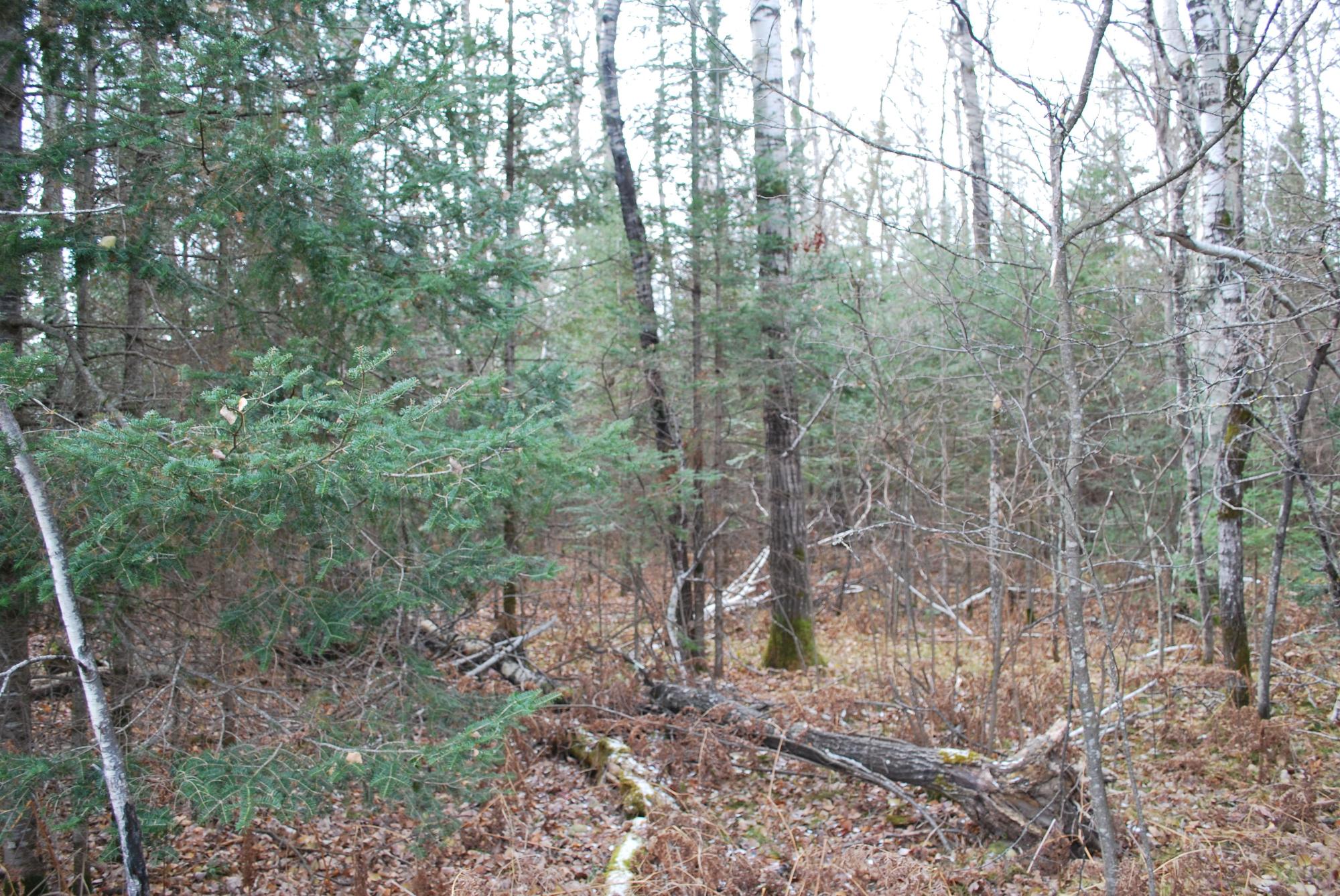 8 Old 8 Road Crandon, WI 54520 - Photo 5 of 6 Gallery Image 5