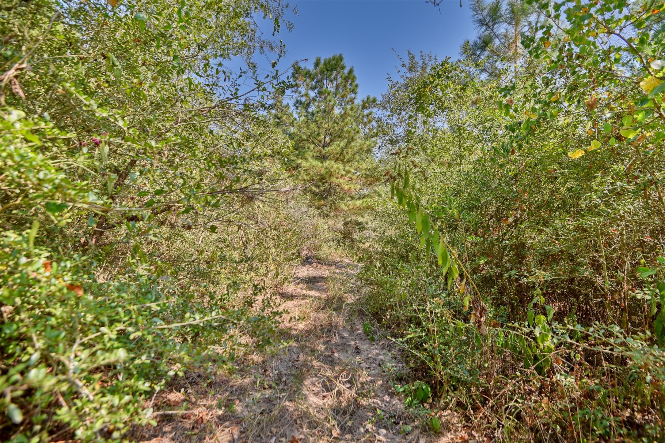 0 Riley Waller, TX 77484 - Photo 5 of 10