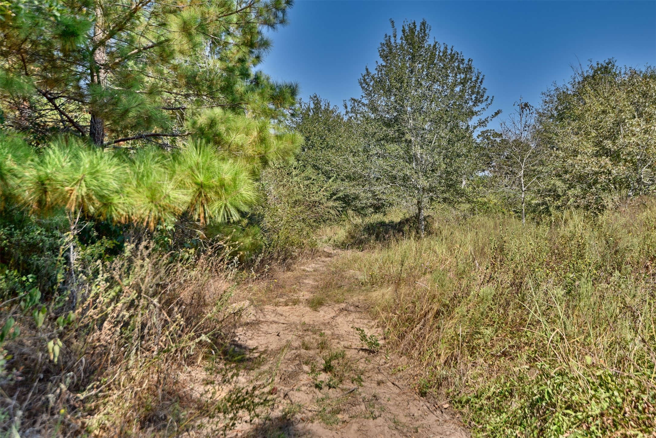 0 Riley Waller, TX 77484 - Photo 6 of 10