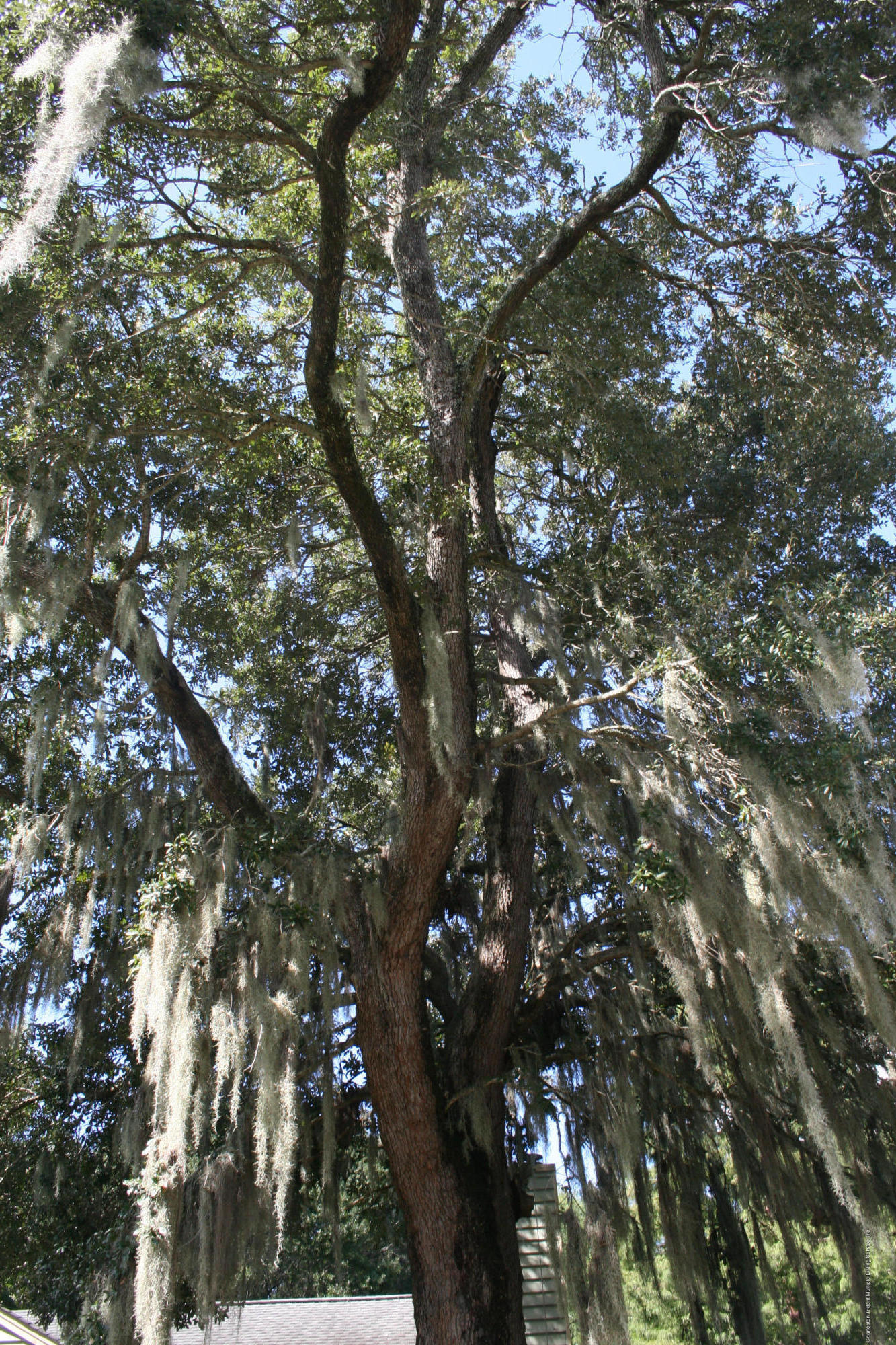 1157 Shoreham Road Charleston, SC 29412 - Photo 28 of 40 IMG_1355