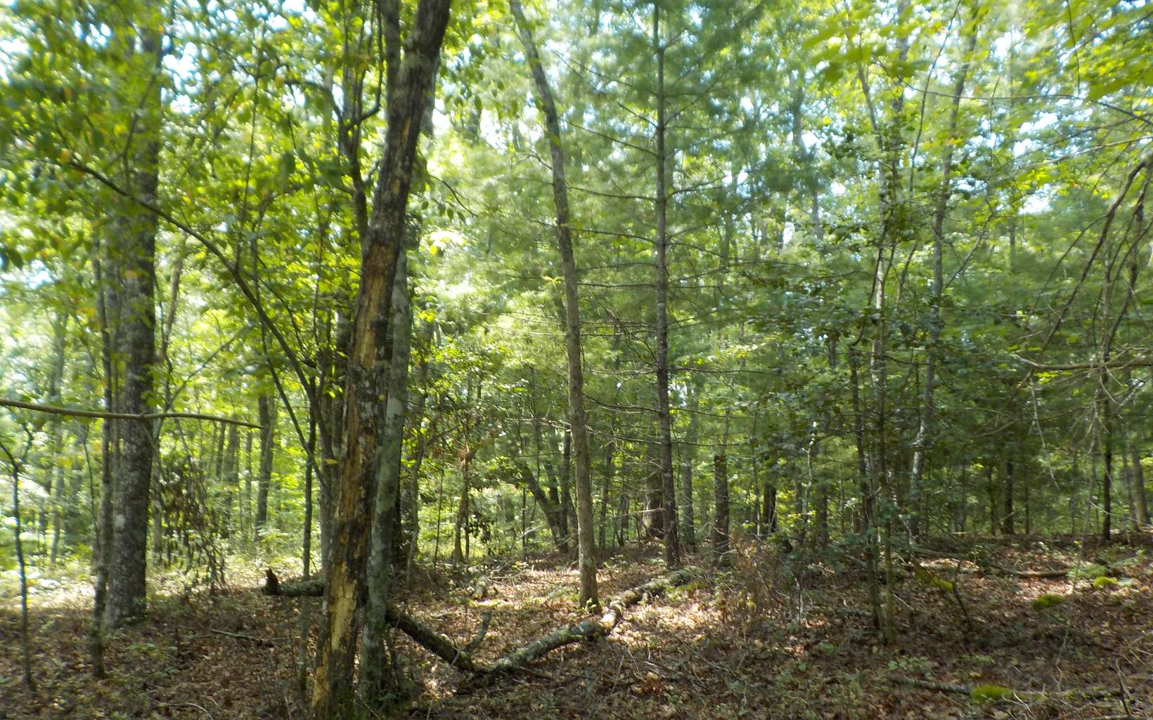 L27 Two Cedars Road Morganton, GA 30560 - Photo 1 of 1 Main View