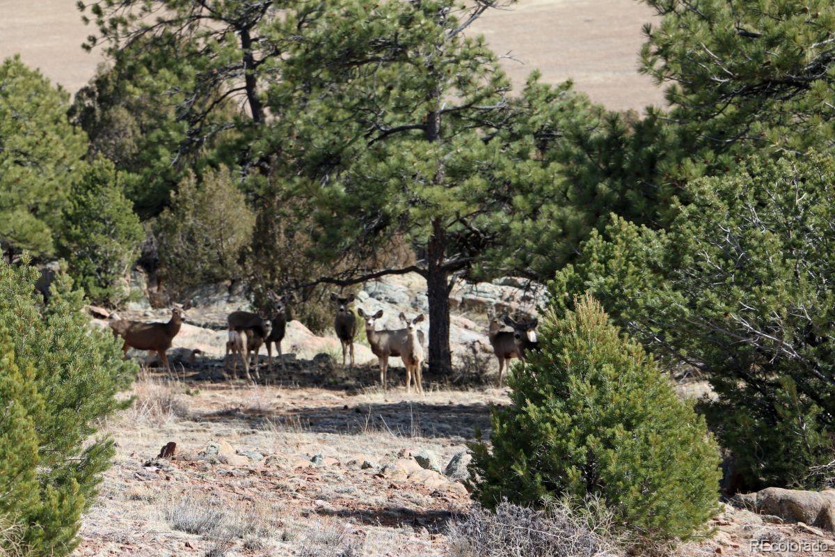 305 Lakeview Road Westcliffe, CO 81252 - Photo 8 of 13 Gallery Image 8