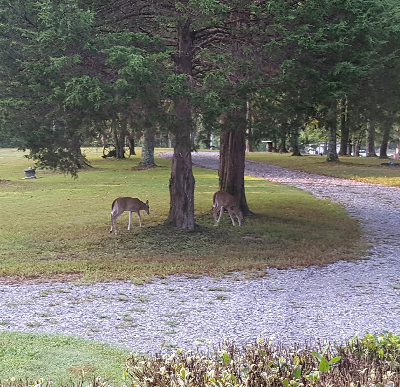 2656 Nubbin Ridge Road Dickson, TN 37055 - Photo 3 of 13 Wildlife everywhere.....