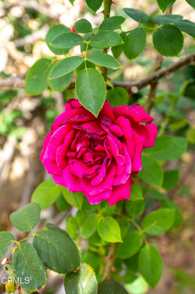 32650 The Old Road Castaic, CA 91384 - Photo 27 of 31 a view of a flower