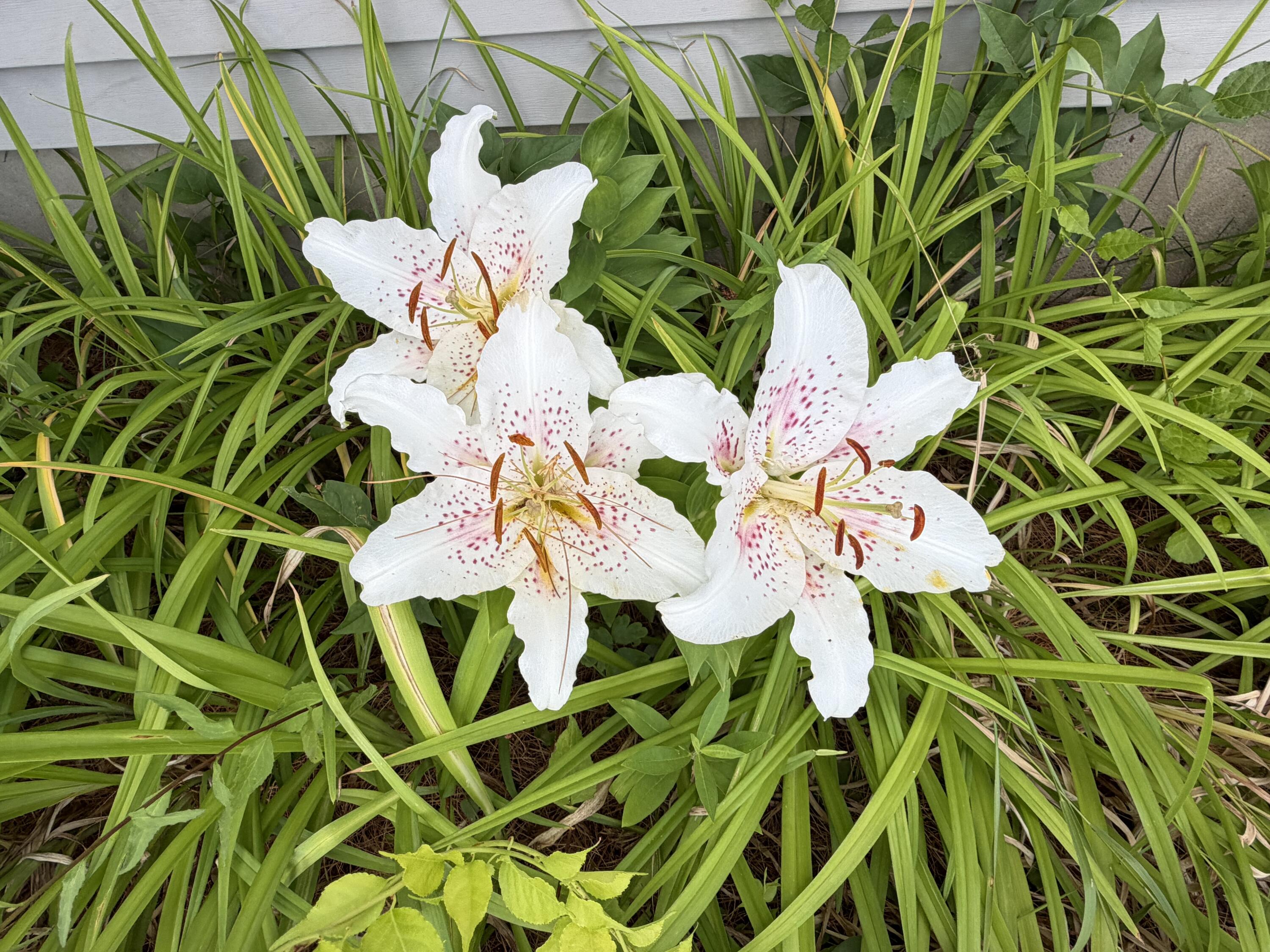 122 Eagle Ridge Road Brewer, ME 04412 - Photo 56 of 74 Lillies at Community Building