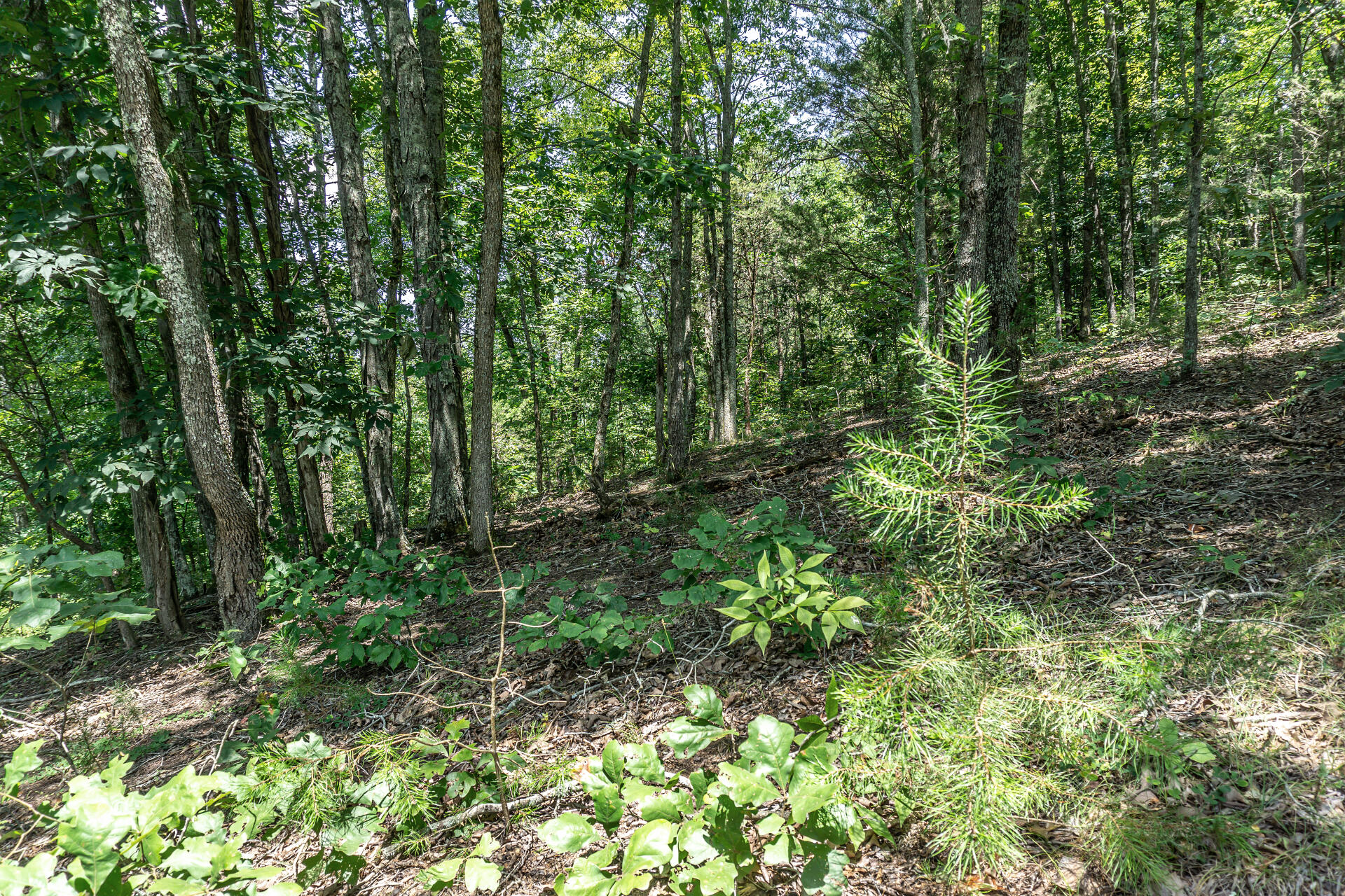 420 Old Cemetery Road, Unit 16 Greeneville, TN 37745 - Photo 5 of 29 420OldCemeteryC_004