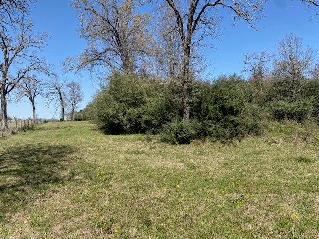 a view of a field with trees