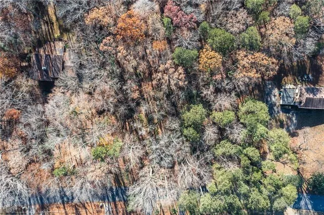 a view of a forest with a tree