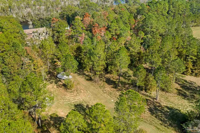 a view of a yard with plants and large trees