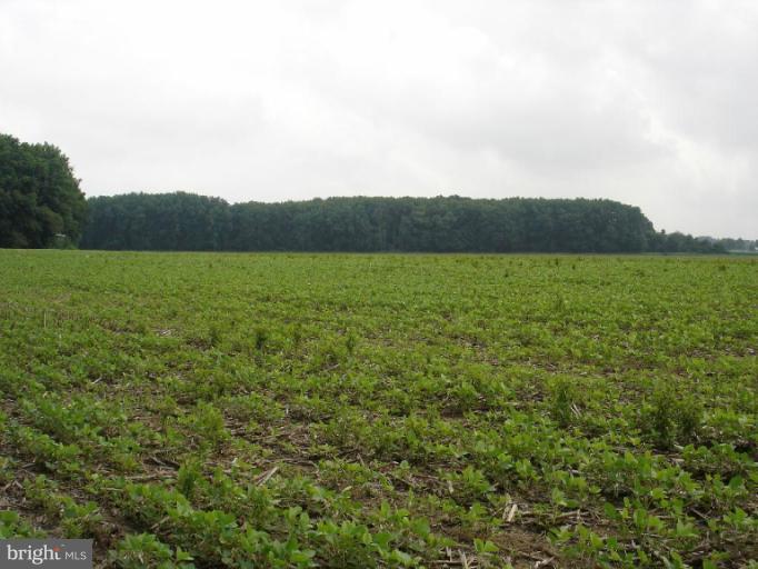 3359 Barclay Road Marydel, MD 21649 - Photo 14 of 16 Field