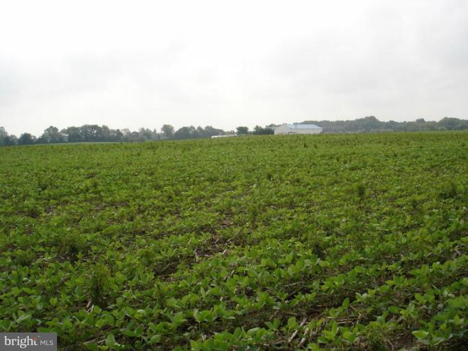 3359 Barclay Road Marydel, MD 21649 - Photo 5 of 16 Field