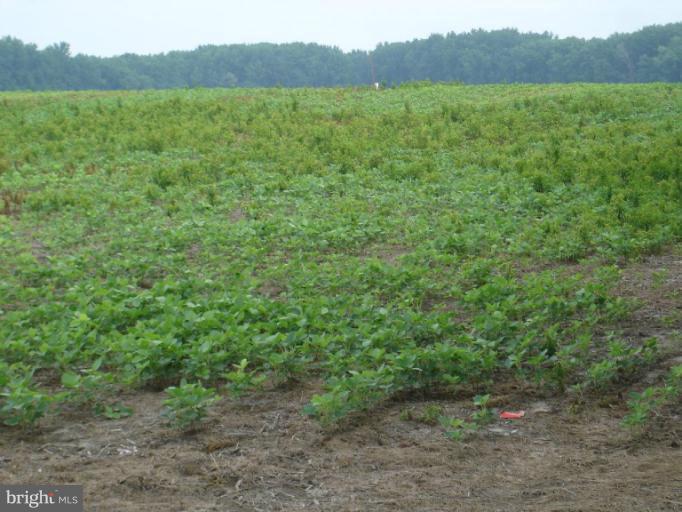 3359 Barclay Road Marydel, MD 21649 - Photo 8 of 16 Field