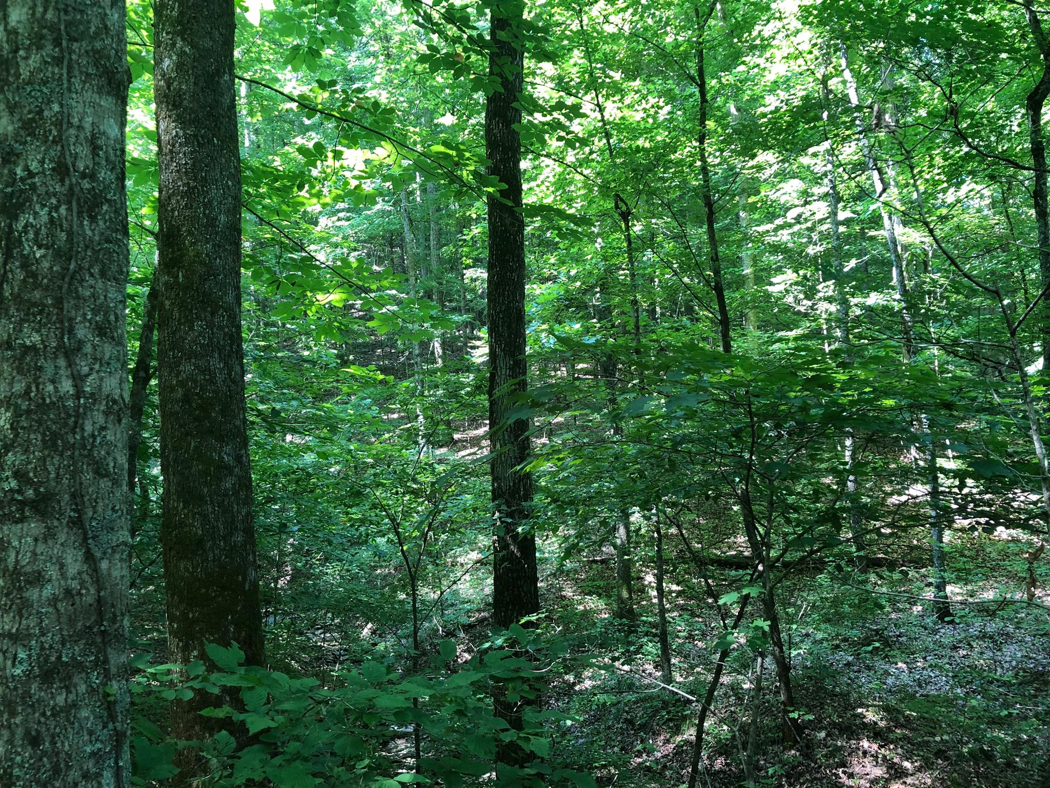 593 B Pee Dee Branch Road Cottontown, TN 37048 - Photo 4 of 6 Walk the trails and enjoy nature all around you.
