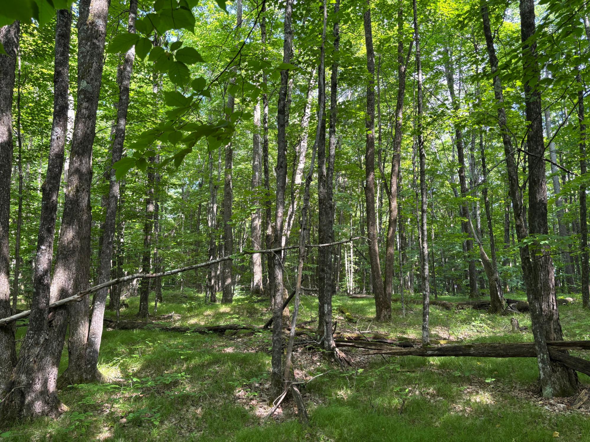Lot 34 Nicolet Shores Road Phelps, WI 54554 - Photo 6 of 21 Gallery Image 6