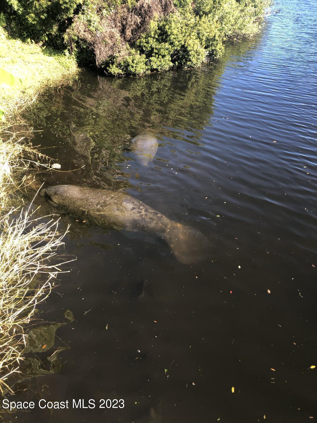 2240 Enjoya Lane Melbourne, FL 32901 - Photo 37 of 38 20230616143946049200000000-o