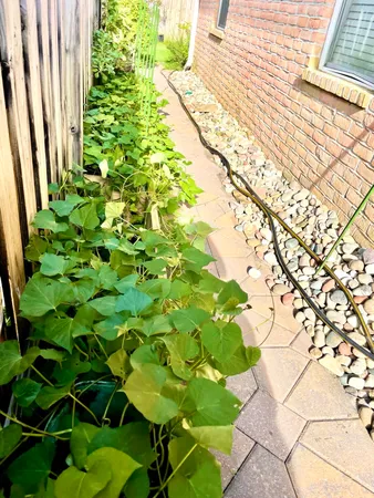 a plant in a garden