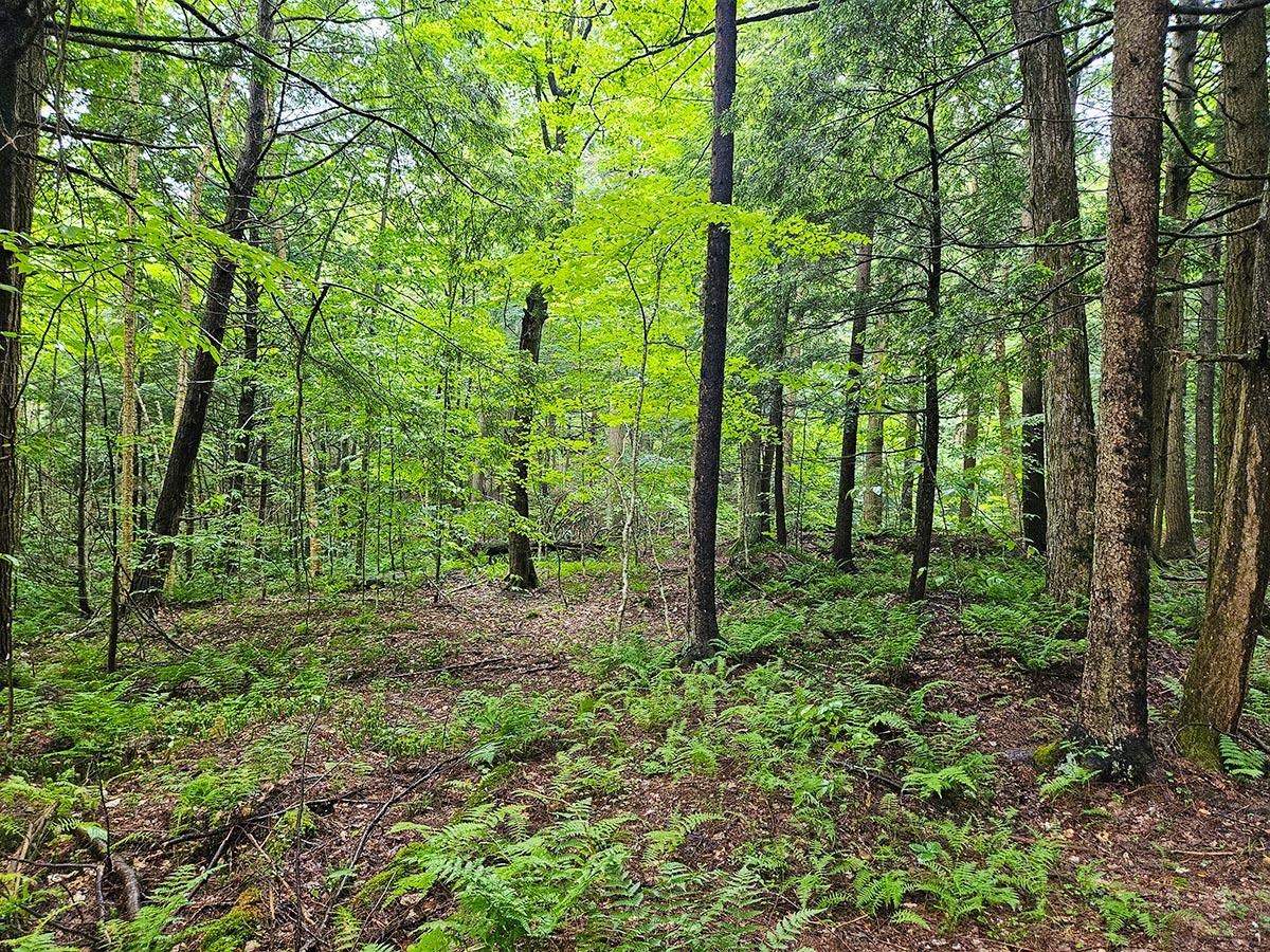 1953 Lapland Road Waterville, VT 05492 - Photo 3 of 33