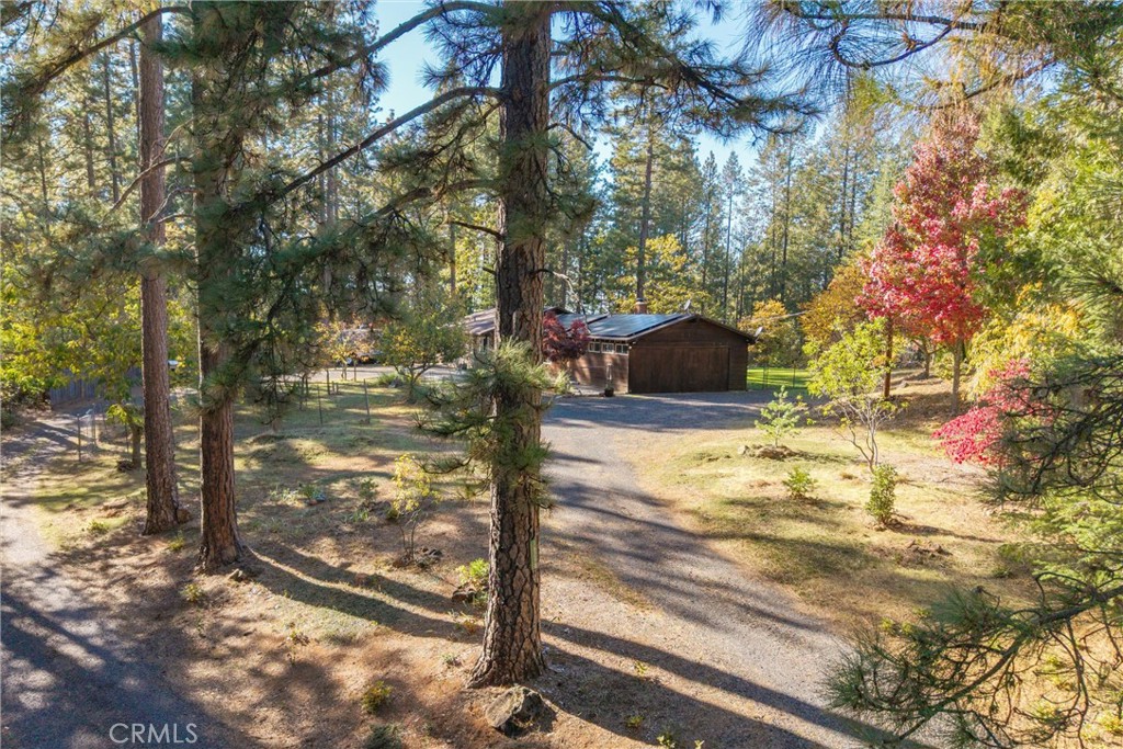 16298 Forest Ranch Road Forest Ranch, CA 95942 - Photo 12 of 67 a view of a yard with large tree