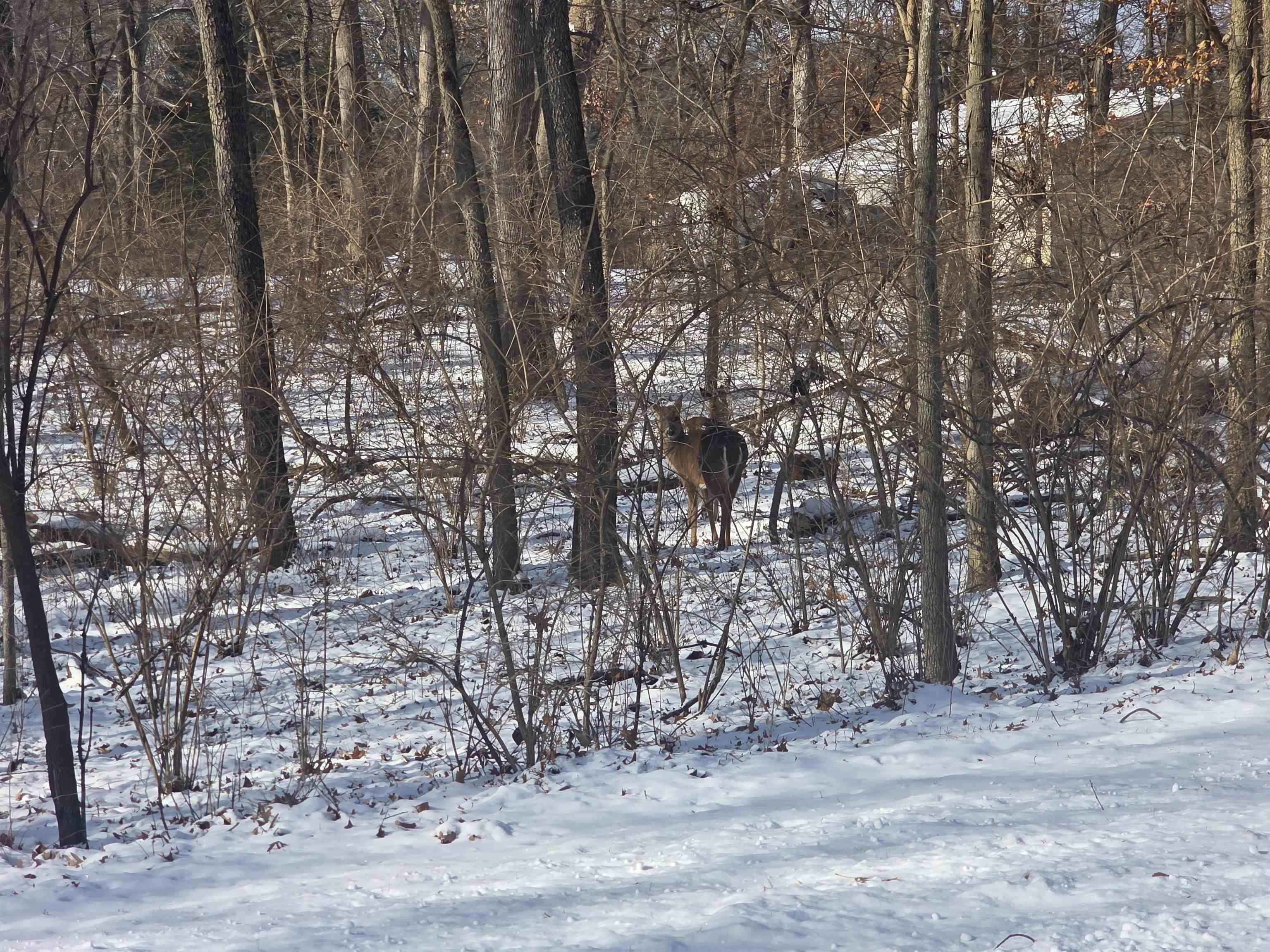 110 W Fork Dixon, IL 61021 - Photo 3 of 7