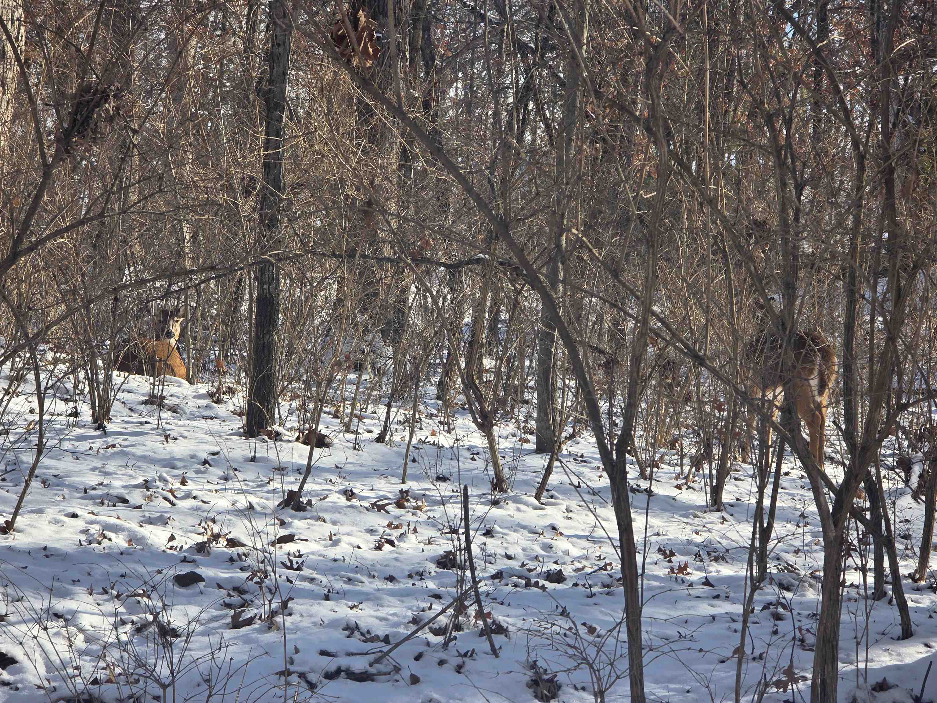 110 W Fork Dixon, IL 61021 - Photo 4 of 7