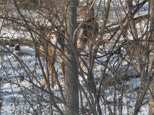 $10,000 | 110 W Fork, Dixon, IL 61021