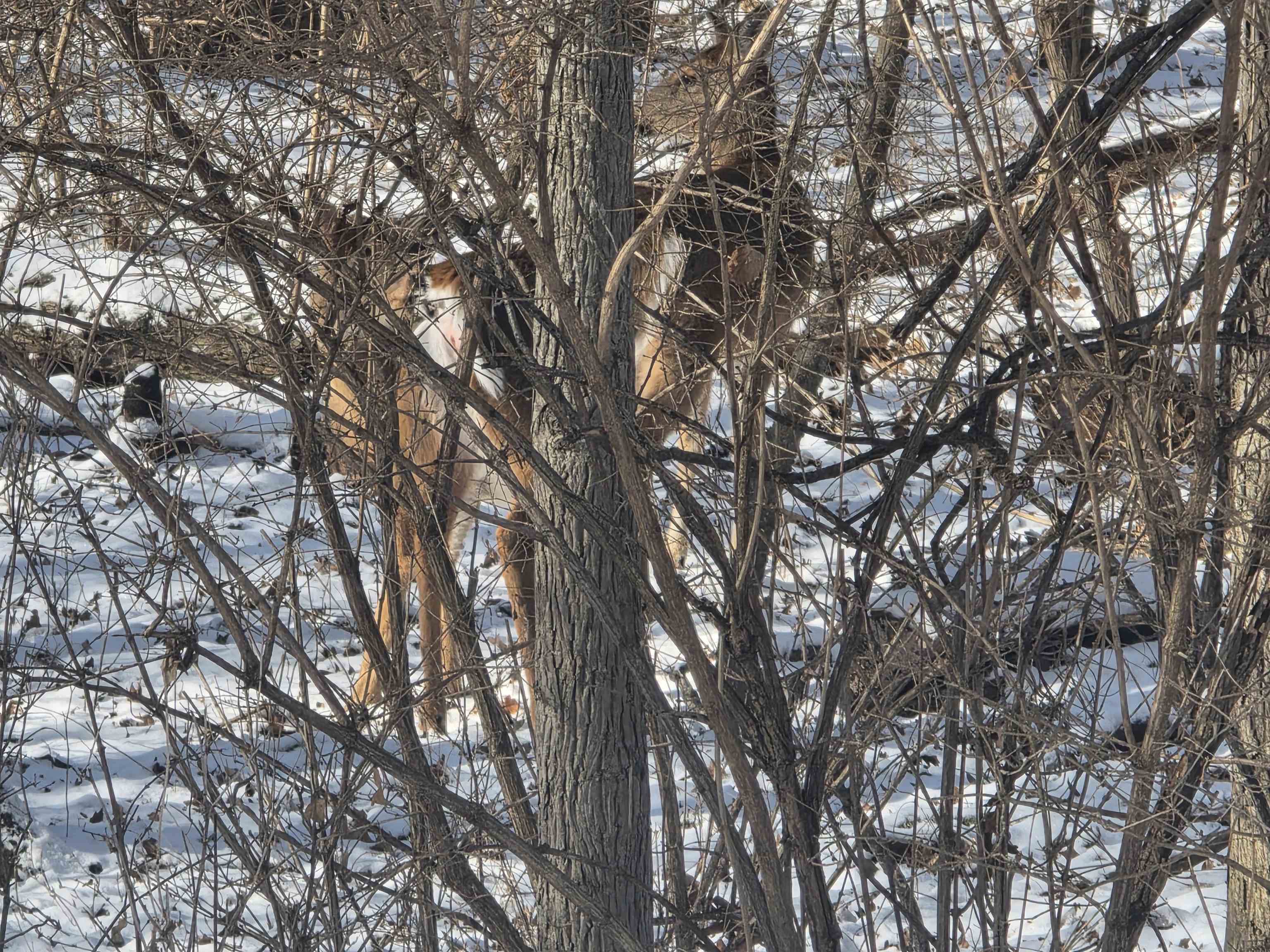 110 W Fork Dixon, IL 61021 - Photo 6 of 7